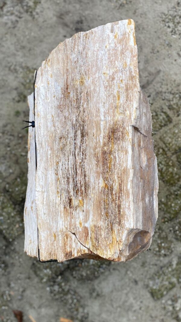 Grafsteen versteend hout 51333
