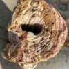 Grafsteen versteend hout 51335