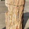 Grafsteen versteend hout 51335