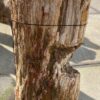 Grafsteen versteend hout 51335
