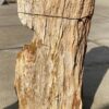 Grafsteen versteend hout 51335