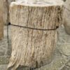 Lápida madera petrificada 34093