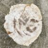 Lápida madera petrificada 34093