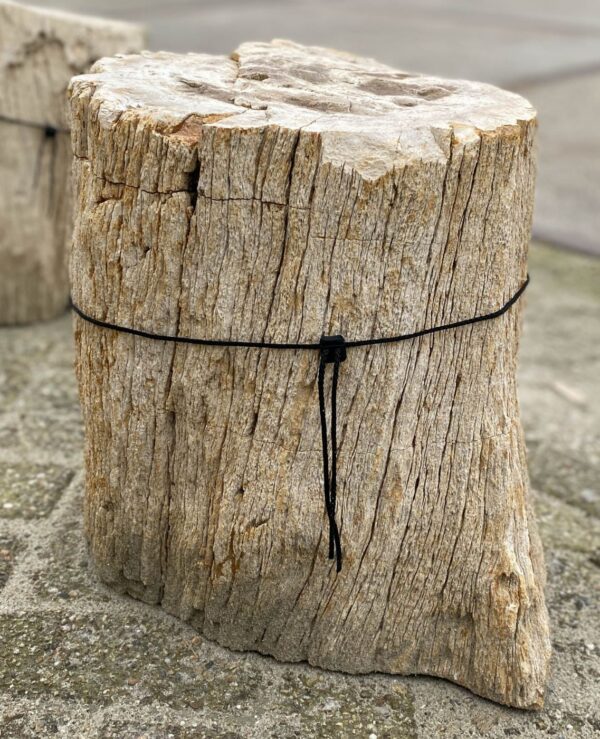 Lápida madera petrificada 34093