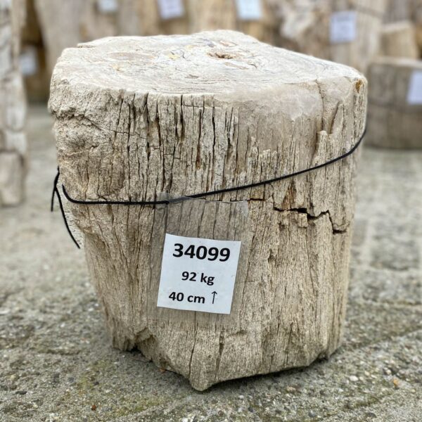 Lápida madera petrificada 34099
