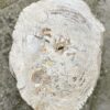 Lápida madera petrificada 34099