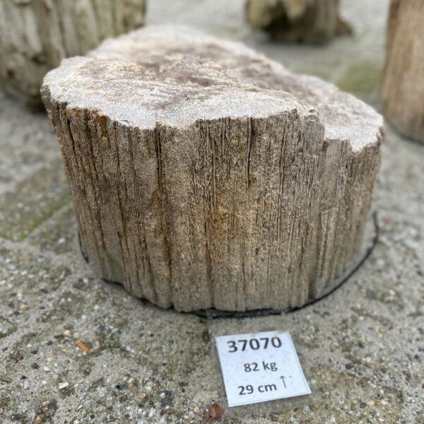 Lápida madera petrificada 37070