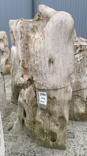 Lápida madera petrificada 37083