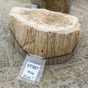 Lápida madera petrificada 37387