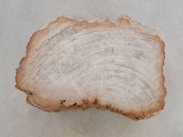 Lápida madera petrificada 50114