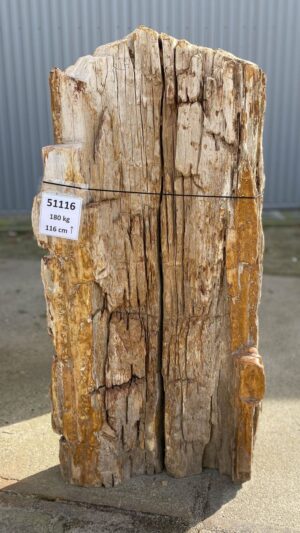 Lápida madera petrificada 51116