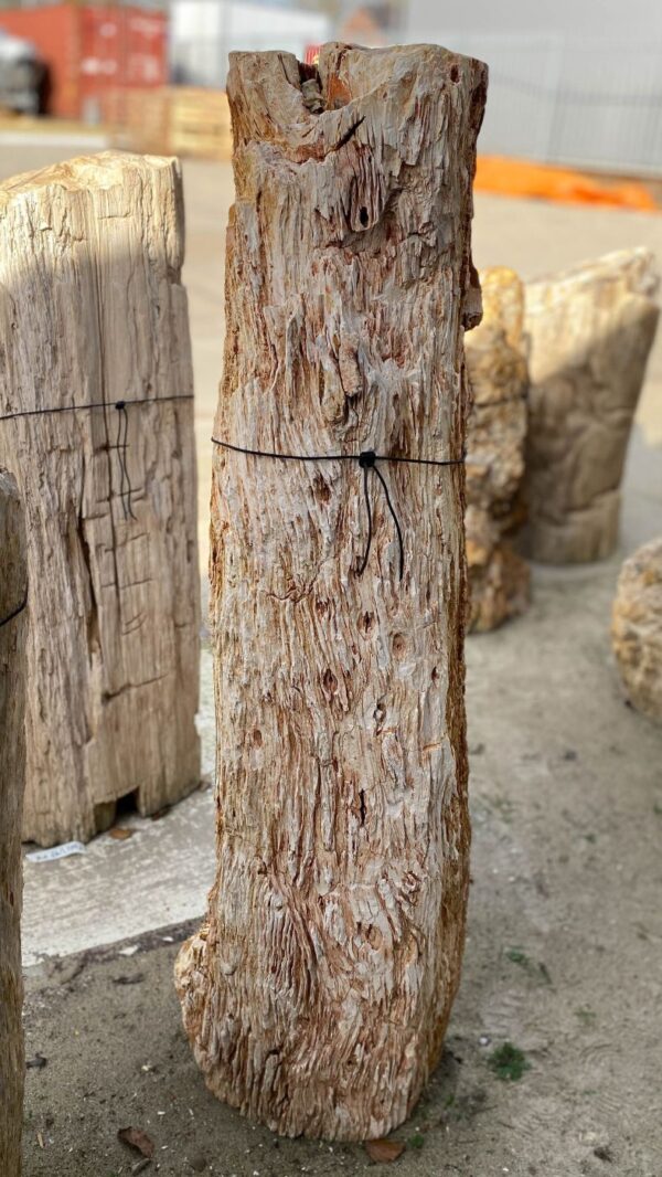 Lápida madera petrificada 51117