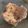 Lápida madera petrificada 51125