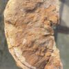 Lápida madera petrificada 51171