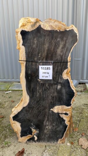 Lápida madera petrificada 51185