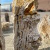 Lápida madera petrificada 51332