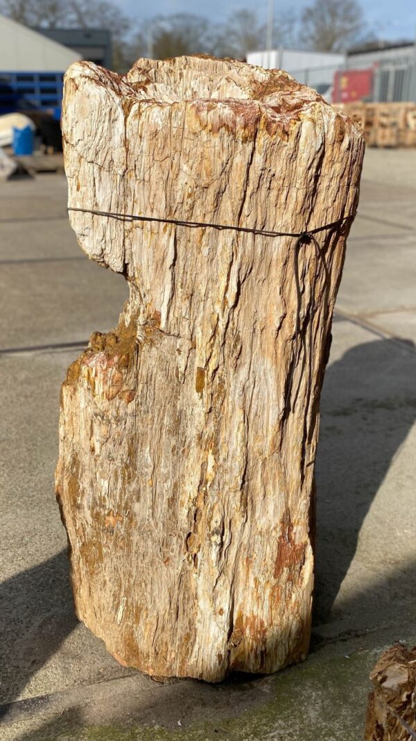 Lápida madera petrificada 51335