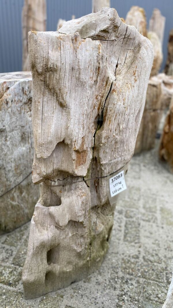 Memorial stone petrified wood 37083