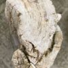 Memorial stone petrified wood 47054