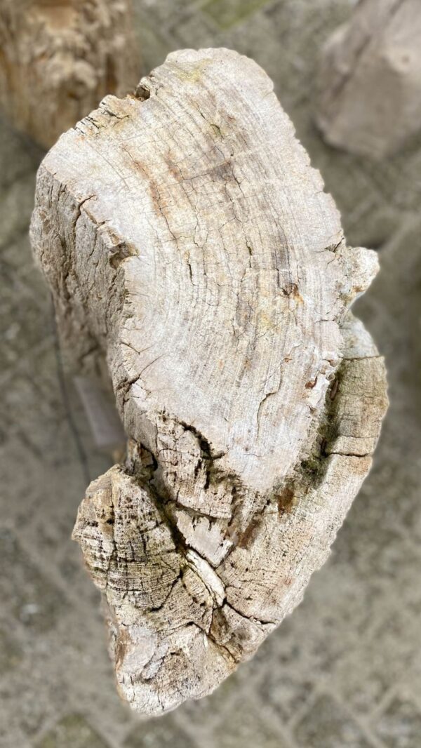 Memorial stone petrified wood 47054