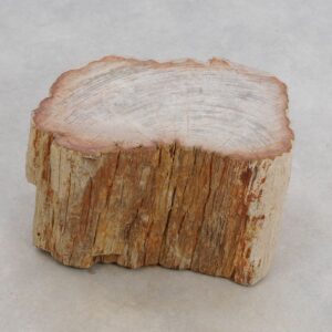 Memorial stone petrified wood 50114