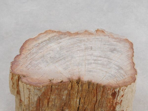 Memorial stone petrified wood 50114