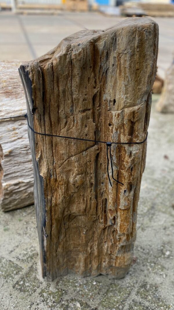 Memorial stone petrified wood 51114