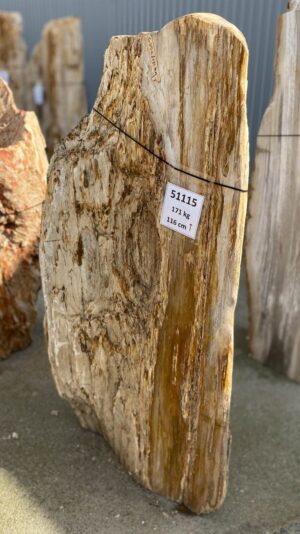 Memorial stone petrified wood 51115