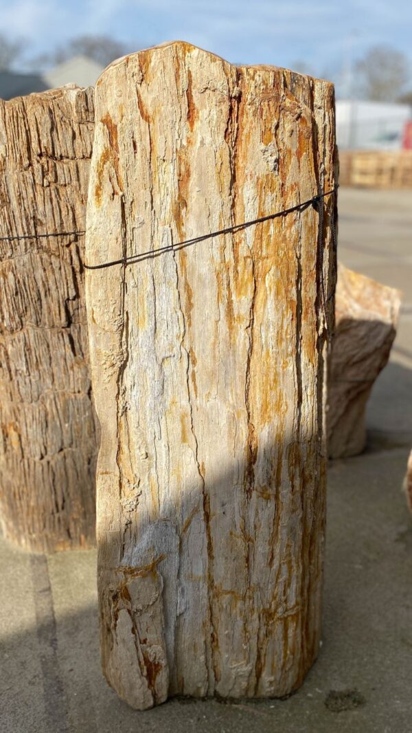 Memorial stone petrified wood 51115