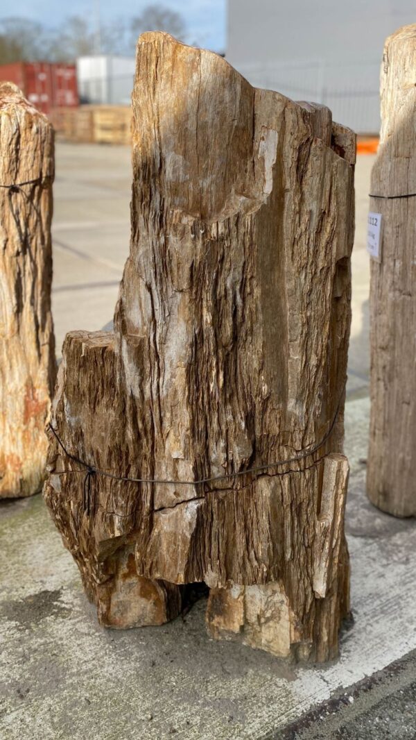 Memorial stone petrified wood 51119