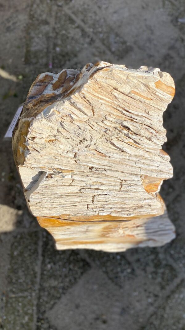 Memorial stone petrified wood 51120