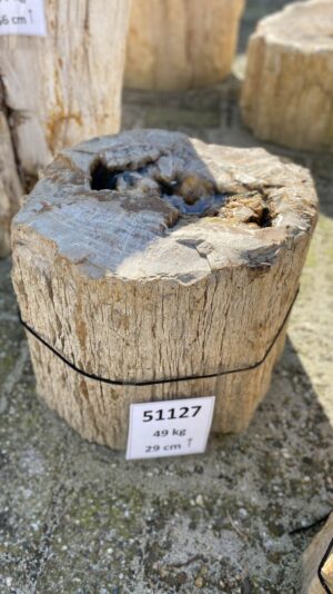 Memorial stone petrified wood 51127