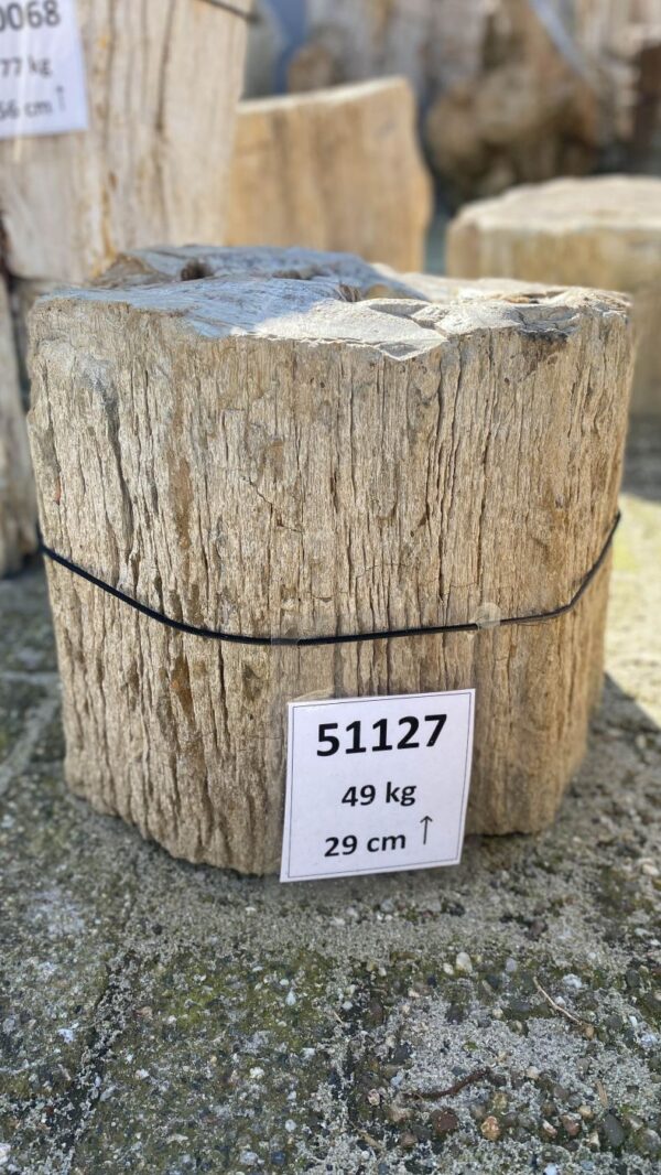 Memorial stone petrified wood 51127
