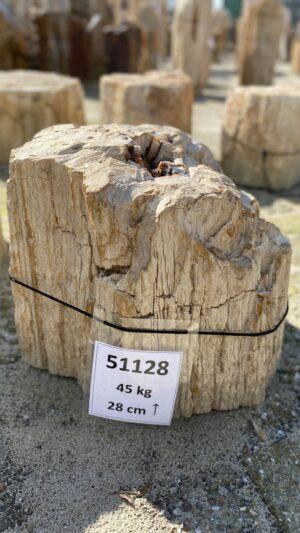 Memorial stone petrified wood 51128