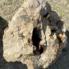 Memorial stone petrified wood 51128