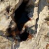 Memorial stone petrified wood 51128