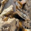 Memorial stone petrified wood 51128