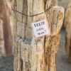 Memorial stone petrified wood 51129