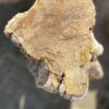 Memorial stone petrified wood 51129