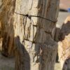 Memorial stone petrified wood 51129