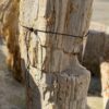Memorial stone petrified wood 51129