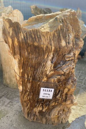 Memorial stone petrified wood 51133