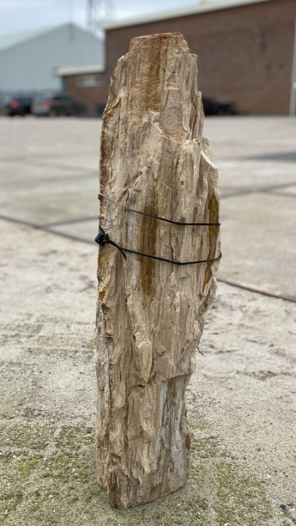Memorial stone petrified wood 51160