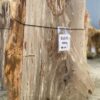Memorial stone petrified wood 51171