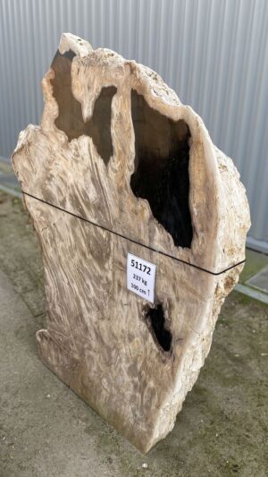Memorial stone petrified wood 51172