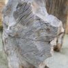 Memorial stone petrified wood 51172