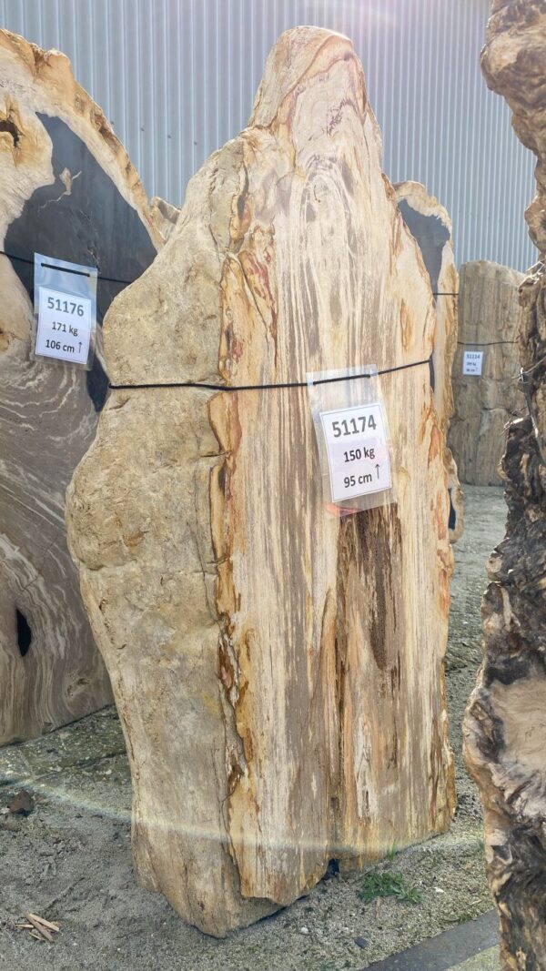 Memorial stone petrified wood 51174