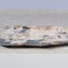 Assiette bois pétrifié 51086