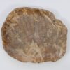 Assiette bois pétrifié 51105
