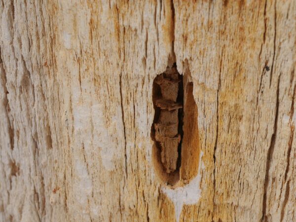 Beistelltisch versteinertes Holz 51323